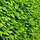 Carpinus betulus - Haagbeuk (Kale wortel) -> PRE-ORDER