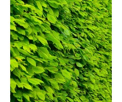 Haagbeuk - Carpinus betulus