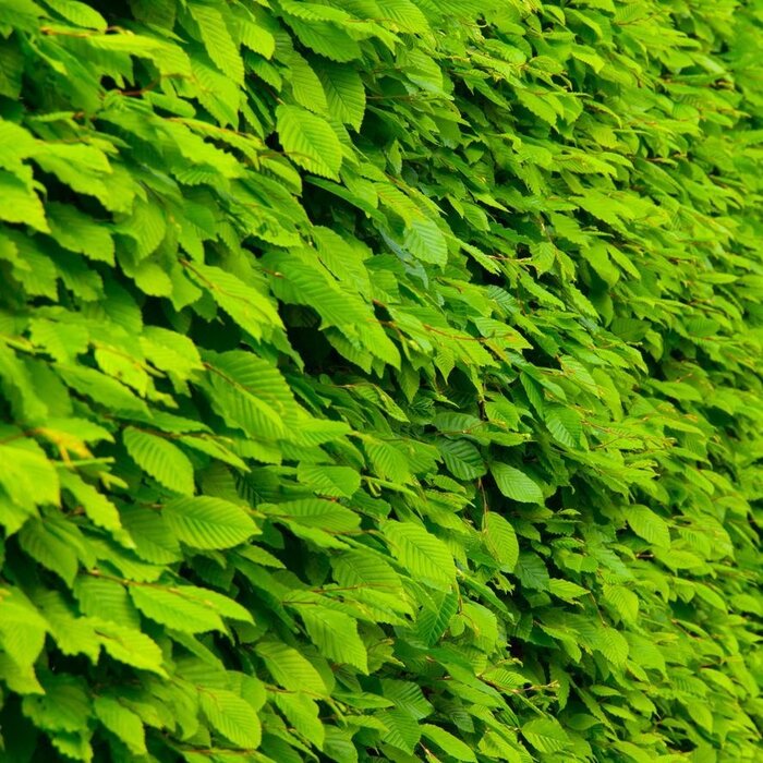 Haagbeuk - Carpinus betulus