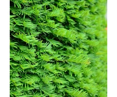 Taxus baccata - Taxushaag (Kale wortel)