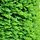 Taxus baccata - Taxushaag (Kale wortel) -> PRE-ORDER