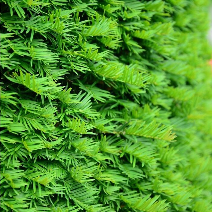 Taxus baccata - Taxushaag (Kale wortel)