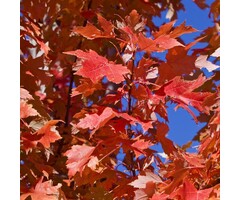 Canadese esdoorn - Acer rubrum 'Somerset'