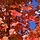 Canadese esdoorn - Acer rubrum 'Somerset'