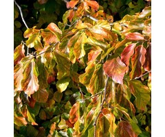 Perzisch ijzerhout - Parrotia persica 'Vanessa'
