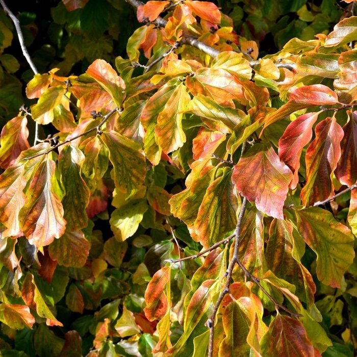 Perzisch ijzerhout - Parrotia persica 'Vanessa'