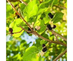 Witte moerbei - Morus alba 'Macrophylla'