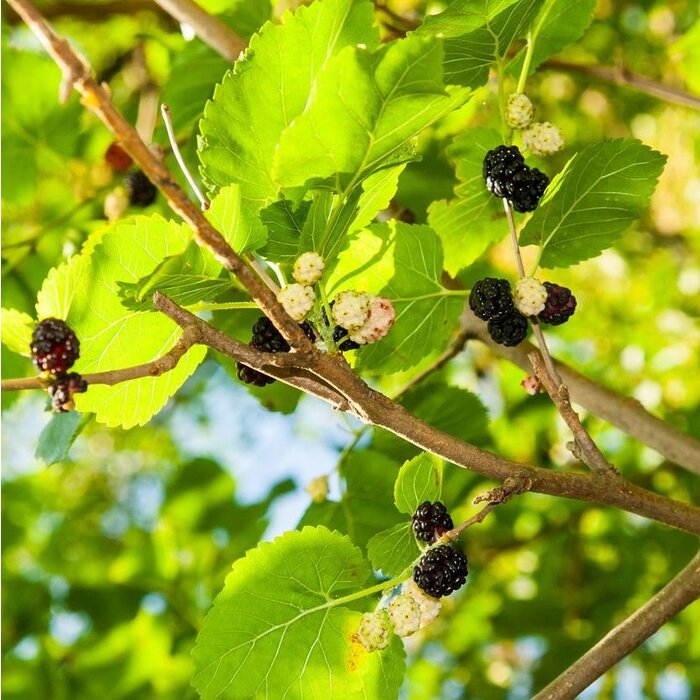 Witte moerbei - Morus alba 'Macrophylla'