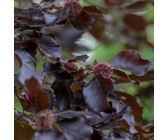 Rode treurbeuk - Fagus sylvatica 'Purple Fountain'