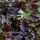 Rode treurbeuk - Fagus sylvatica 'Purple Fountain'