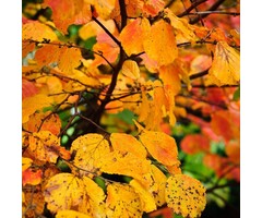 Meerstammige Perzisch IJzerhout - Parrotia persica 'Bella' meerstammig