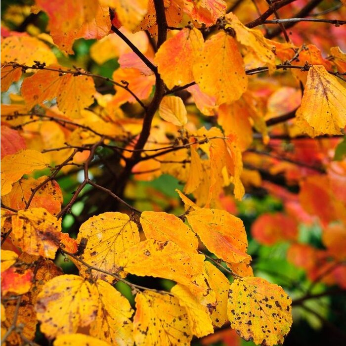 Perzisch IJzerhout - Parrotia persica 'Bella' meerstammig