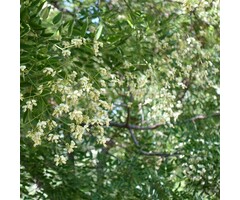 Honingboom meerstammig - Styphnolobium japonicum
