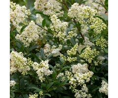 Liguster op stam - Ligustrum ovalifolium