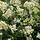 Liguster op stam - Ligustrum ovalifolium