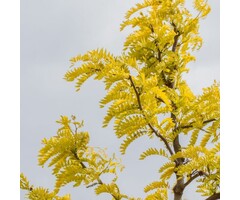 Gele Christusdoorn - Gleditsia triacanthos 'Sunburst'