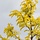 Gele Christusdoorn - Gleditsia triacanthos 'Sunburst'