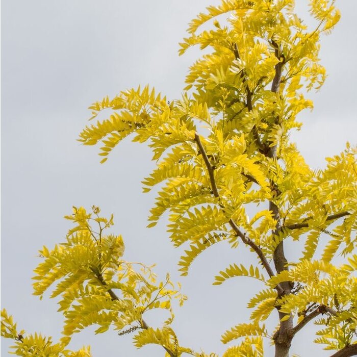 Gele Christusdoorn - Gleditsia triacanthos 'Sunburst'