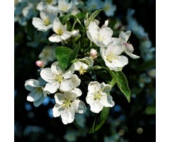 Sierappel - Malus 'Professor Sprenger'