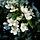 Sierappel - Malus 'Professor Sprenger'