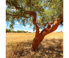 Meerstammige kurkeik - Quercus suber meerstammig