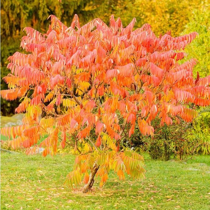 Lijsterbes - Sorbus 'Dodong' meerstammig