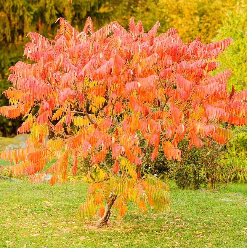 Lijsterbes - Sorbus 'Dodong' meerstammig