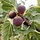 Meerstammige Vijgenboom - Ficus carica 'Brown Turkey' meerstammig