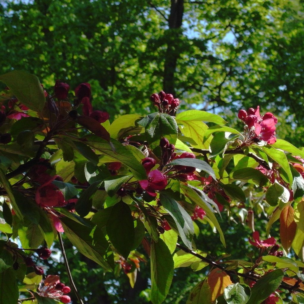 Sierappel - Malus 'Royal Beauty'