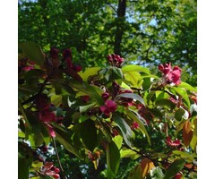 Sierappel op stam - Malus 'Royal Beauty'