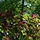 Sierappel op stam - Malus 'Royal Beauty'