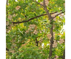 Japanse Notenboom - Ginkgo biloba 'Globus'
