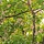 Japanse Notenboom - Ginkgo biloba 'Globus'