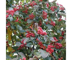 Meidoorn - Crataegus persimilis 'Splendens'