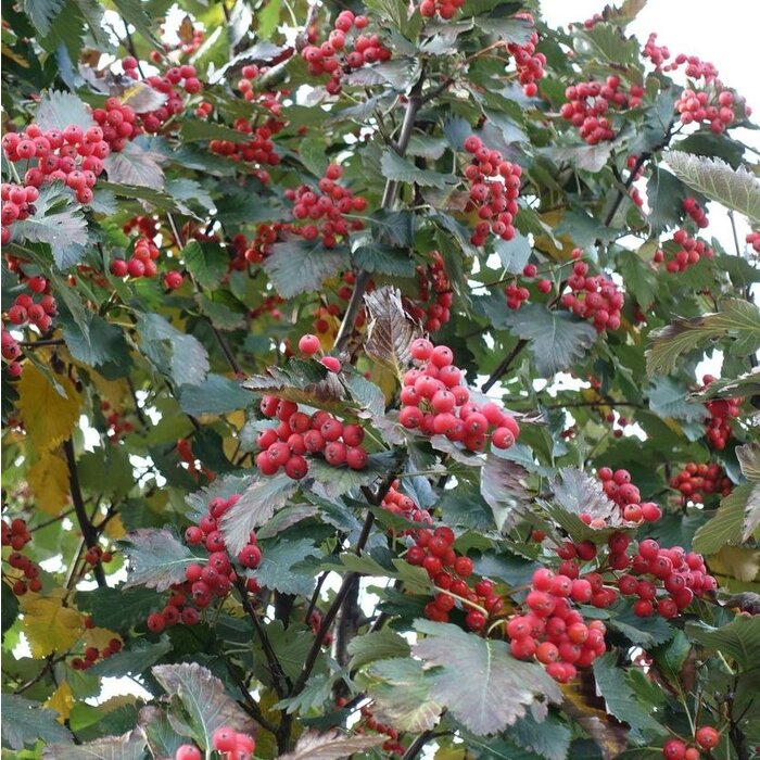 Meidoorn - Crataegus persimilis 'Splendens'