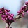 Chinese judasboom - Cercis chinensis 'Avondale'
