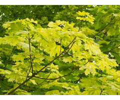 Noorse esdoorn - Acer platanoides Princeton Gold