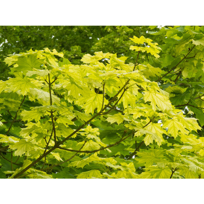 Noorse esdoorn - Acer platanoides Princeton Gold