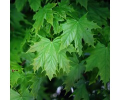 Noorse esdoorn - Acer platanoides 'Emerald Queen'