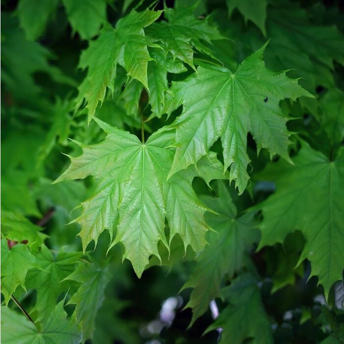 Noorse esdoorn - Acer platanoides 'Emerald Queen'