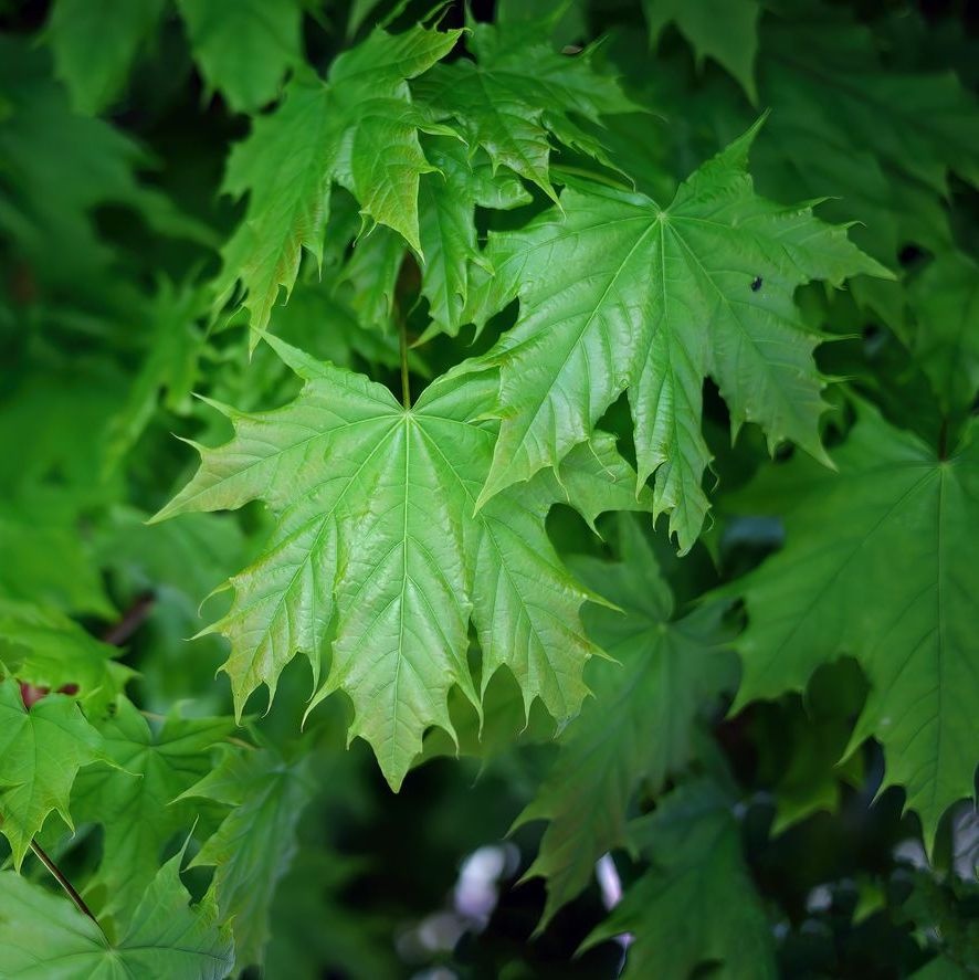 Noorse esdoorn - Acer platanoides 'Emerald Queen'