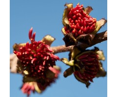 Hazelaar meerstammig - Sycoparrotia semidecidua