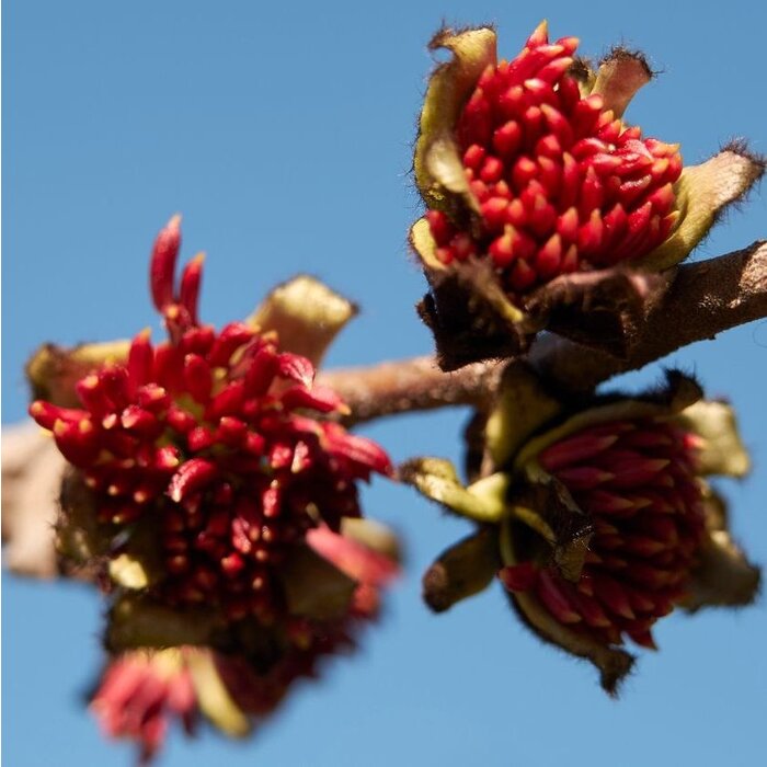 Hazelaar meerstammig - Sycoparrotia semidecidua