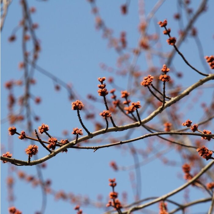 Hazelaar meerstammig - Sycoparrotia semidecidua