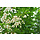 Storaxboom - Styrax japonica  Snowcone meerstammig