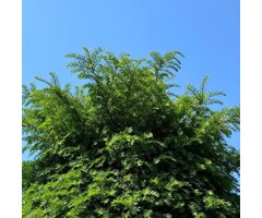 Venijnboom - Taxus baccata