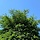 Venijnboom - Taxus baccata