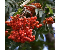 Lijsterbes - Sorbus aucuparia edulis
