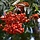 Lijsterbes - Sorbus aucuparia edulis