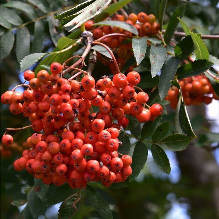 Lijsterbes - Sorbus aucuparia edulis
